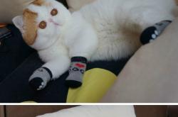 开云体育下载-F1新赛季揭幕战之夜，苏亚雷斯的表现，堪称一本赛道教科书