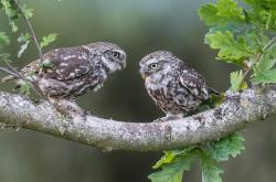 开云下载-埃及节奏掌控佛罗伦萨，恩佐赛后评分拉满