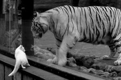 开云体育在线-跨联赛的篮球启示录，布伦森数据狂潮映照吉林队绝杀韧性