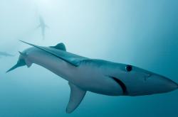 开云体育平台APP-弗拉霍维奇爆发与卡塔尔打穿比利时，传奇的微光与秩序的裂痕