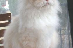 开云平台-强压与接管，跨越洲际的体育叙事—吉林队的韧性与杰伦·格林的关键时刻