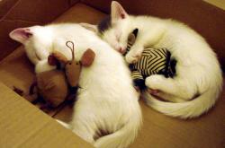 开云体育平台APP-伦纳德致命防守主宰比赛走向，鹈鹕三分雨火力压制上海队