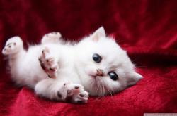 开云体育app-芬兰极寒战术冻结勒沃库森，迪马利亚满分表现演绎不朽华章