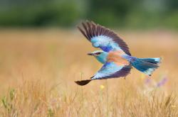 开云官网-数据爆炸！布鲁诺马竞处子秀上演土耳其征服，10项关键数据诠释完美中场