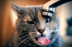 开云体育下载-狂飙突进的号角，奥运关键夜，爱德华兹点燃生涯最强光