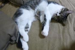 开云体育平台APP-魔术屠阳！西亚卡姆化身进攻万花筒，太阳防线在他面前形同虚设