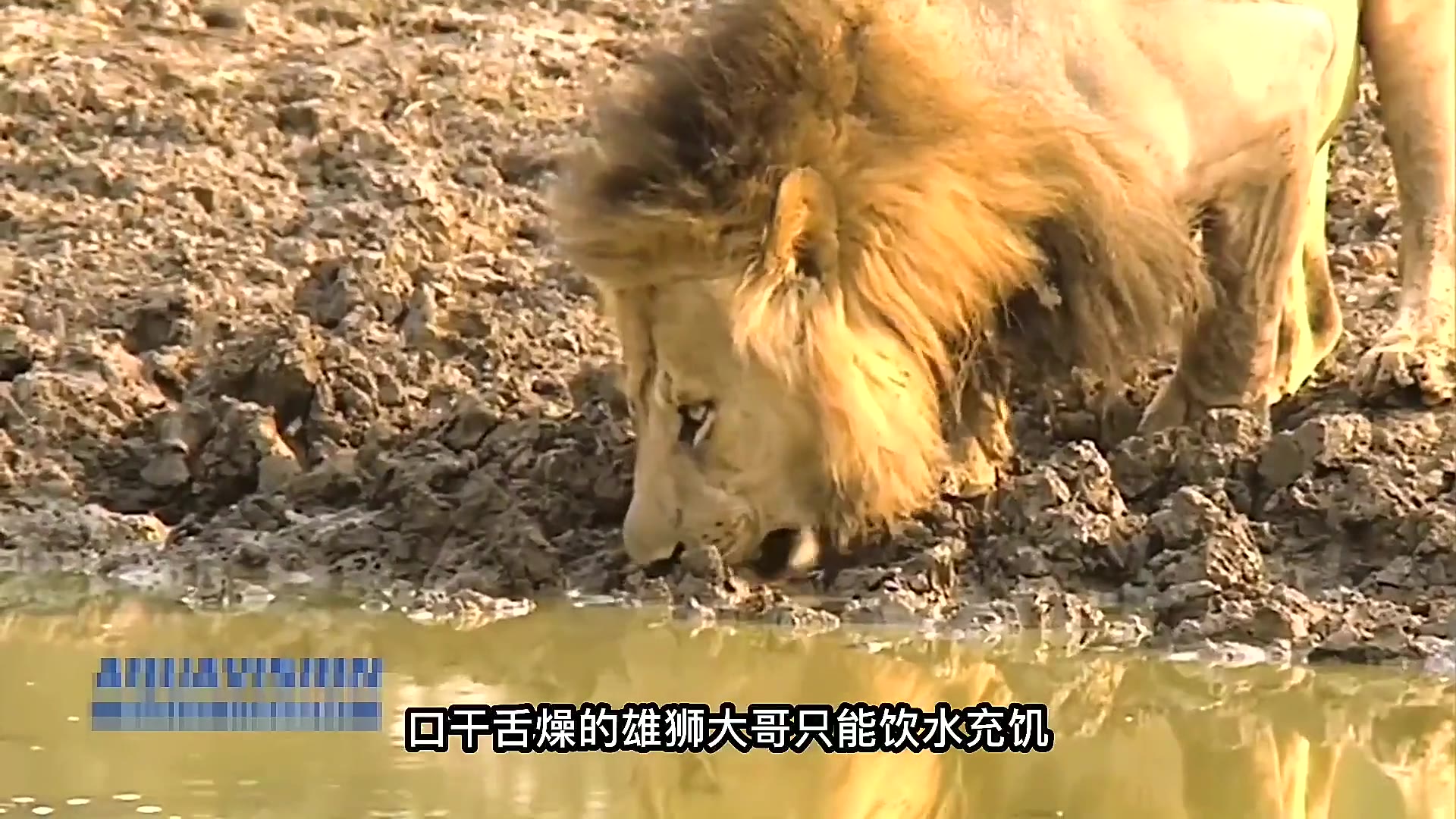 雄狮情况不佳，陷入连败泥潭
