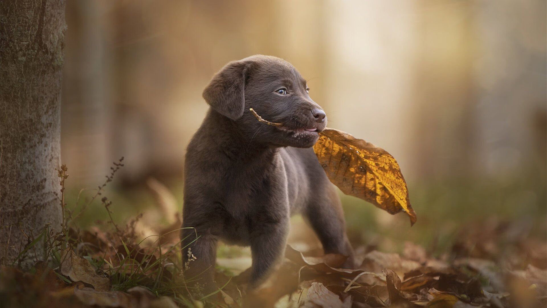 浙江队制霸掘金，克莱成为关键先生