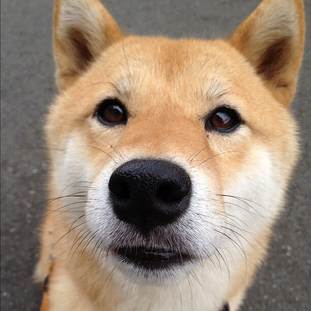 热身赛爆大冷!上海男篮横扫快船,马克西独木难支