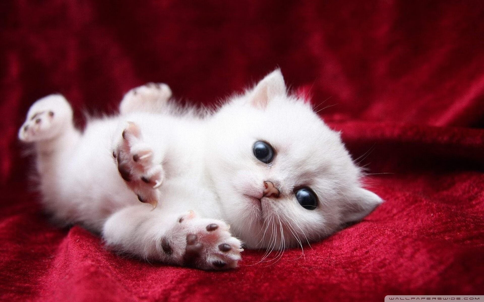 芬兰极寒战术冻结勒沃库森,迪马利亚满分表现演绎不朽华章