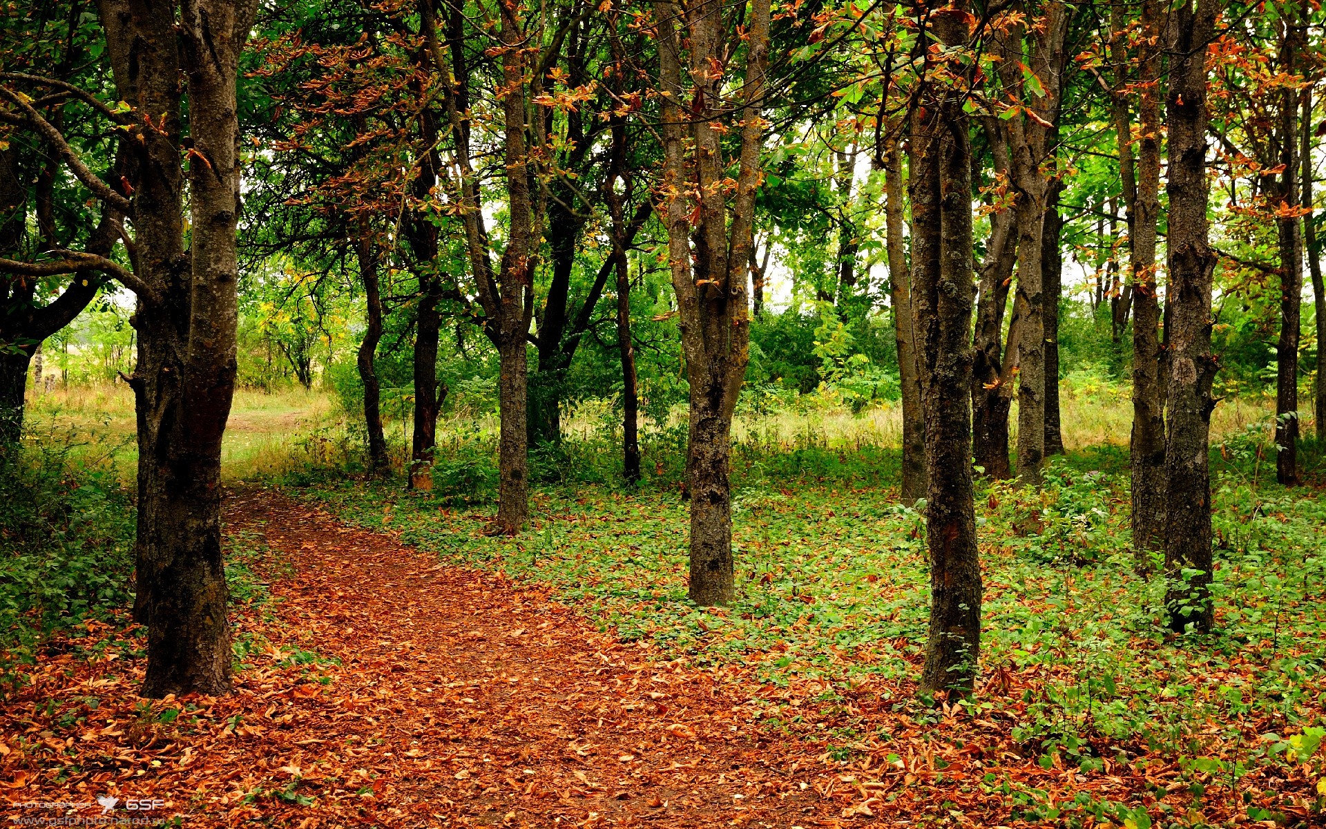 压力淬炼璀璨,哈利伯顿的爆发与勇士的封锁艺术