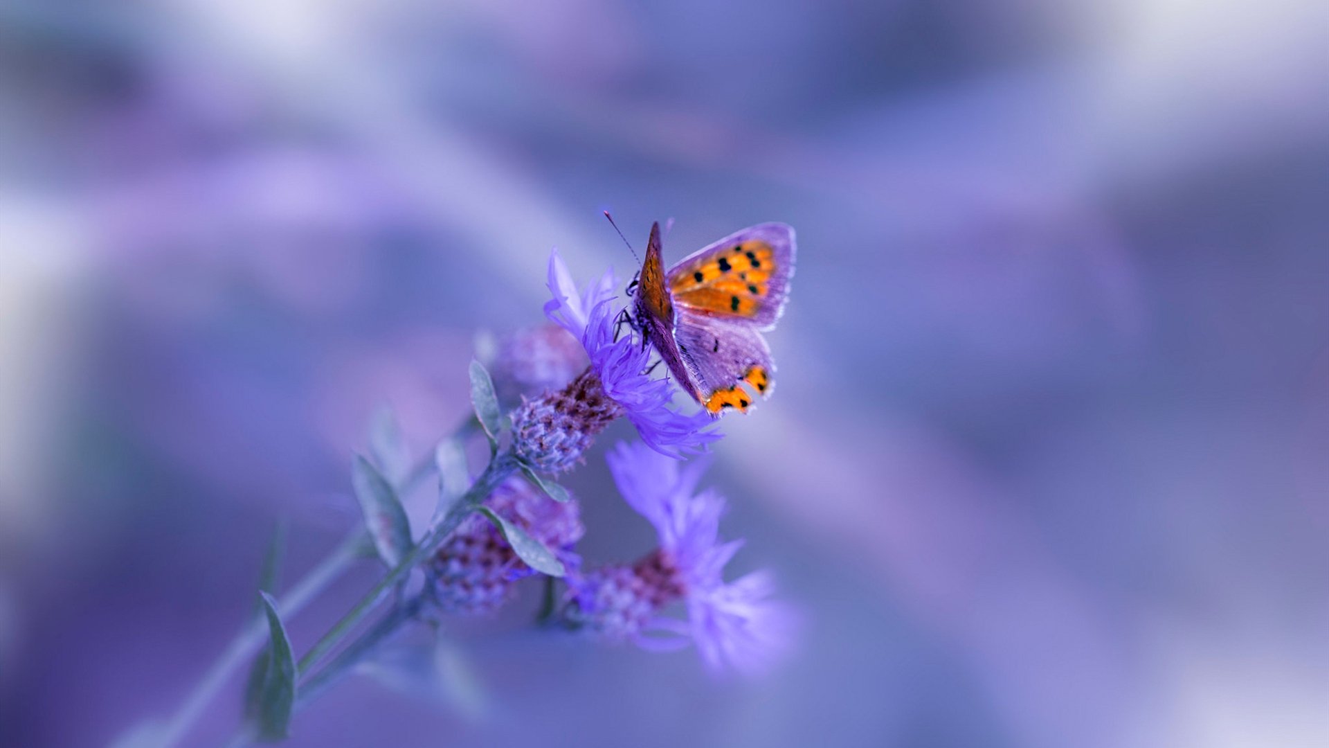 亚特兰大终场绝杀,恩佐的疯狂引擎轰鸣欧联之路