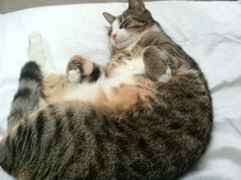 跨联盟对决!广厦队横扫奇才,塔图姆成关键先生