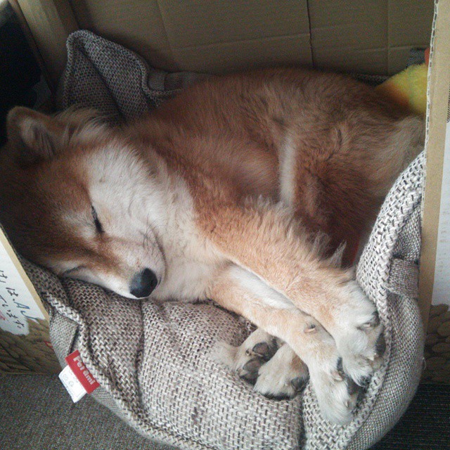 绿茵与硬木的终极狂想，当争冠铁蹄撞上血肉长城