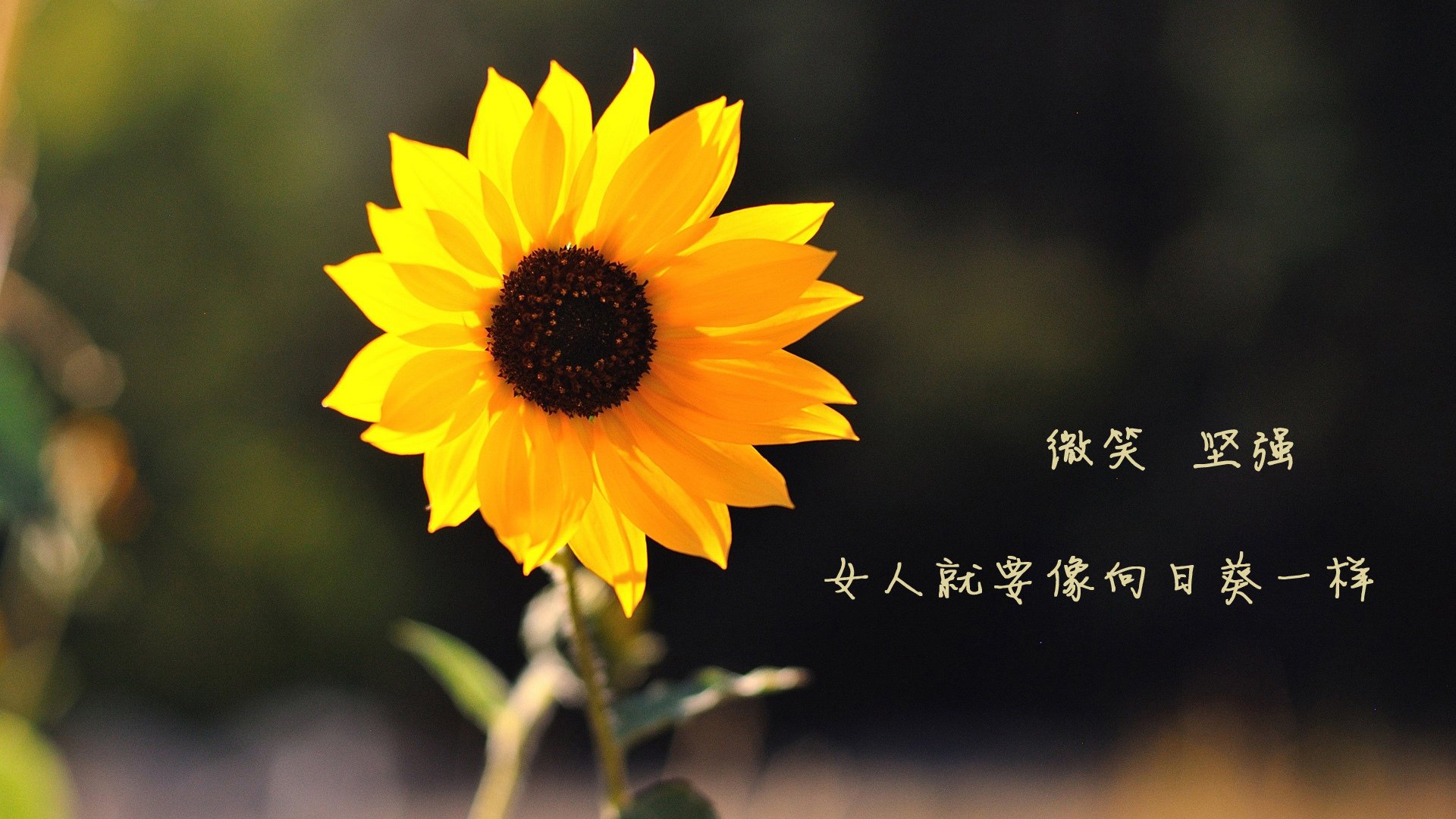 新星破夜，旧梦难圆，当英格拉姆的里程碑照见步行者的崛起与魔术的沉沦