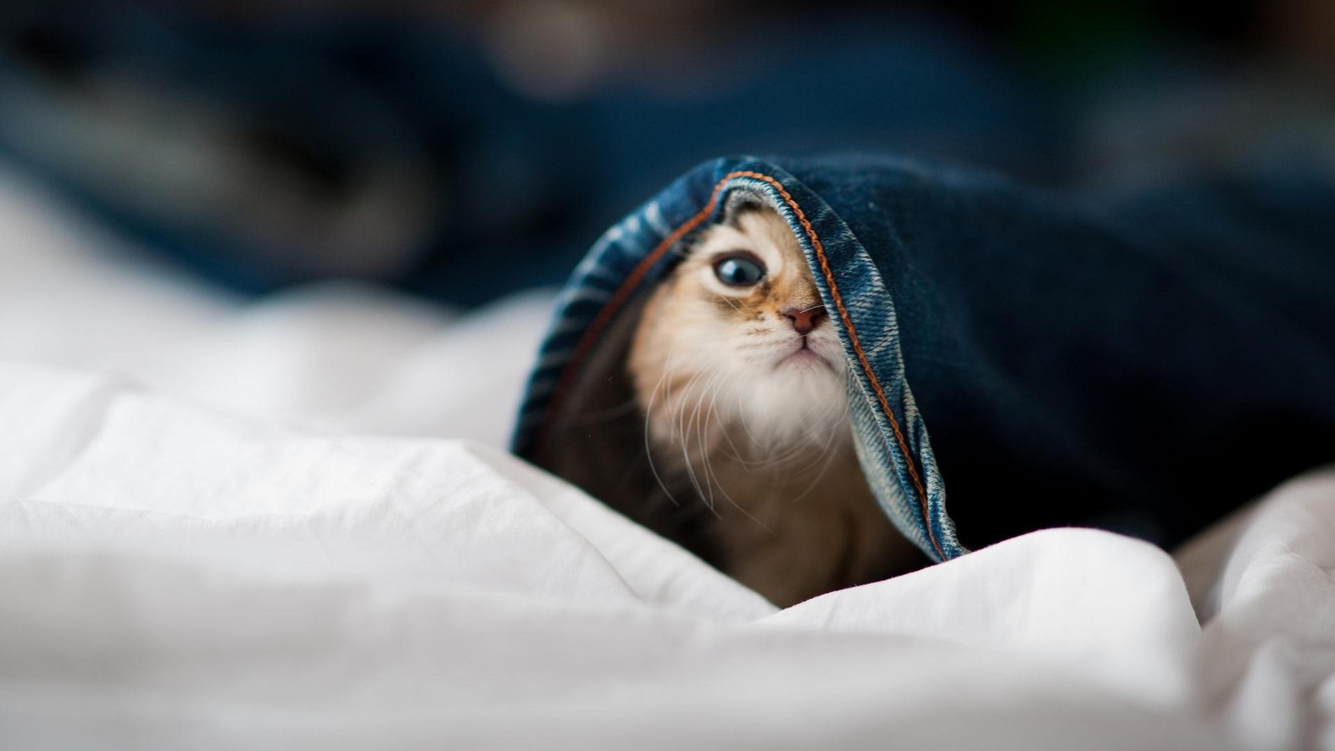 幽灵球队降临,欧冠淘汰赛的南半球惊雷与突尼斯神话的强行终结