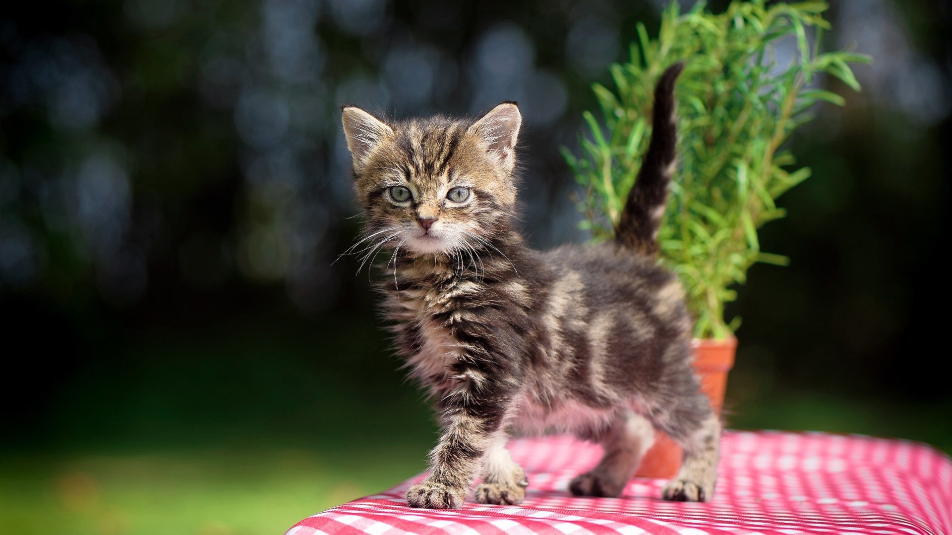 决战伯纳乌?不,这是费城的烽火!当希腊怪物碾过大帝的王朝梦