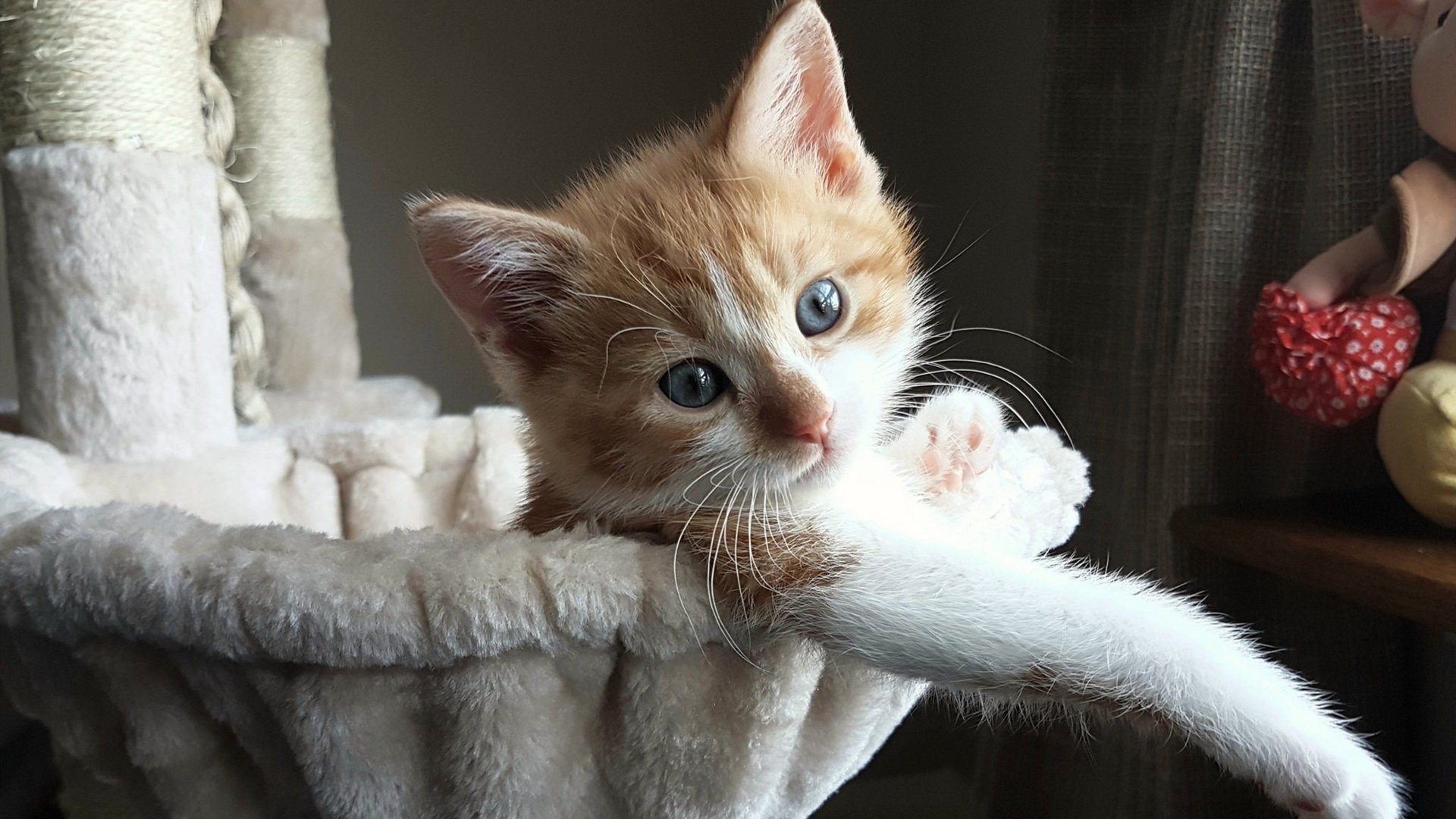 阿克化身叹息之墙,牙买加加时铸就黑马传奇