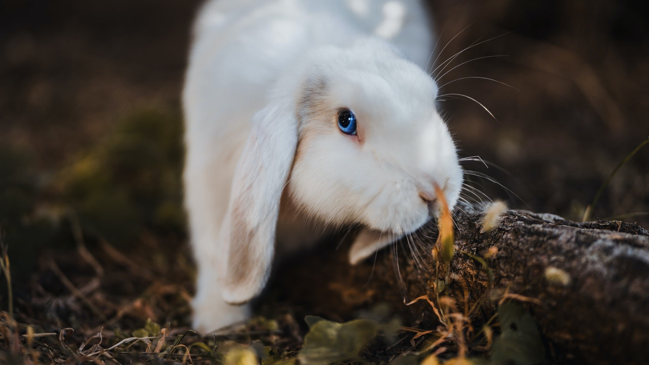 西决生死战，奥地利节奏与雷恩的无声控场
