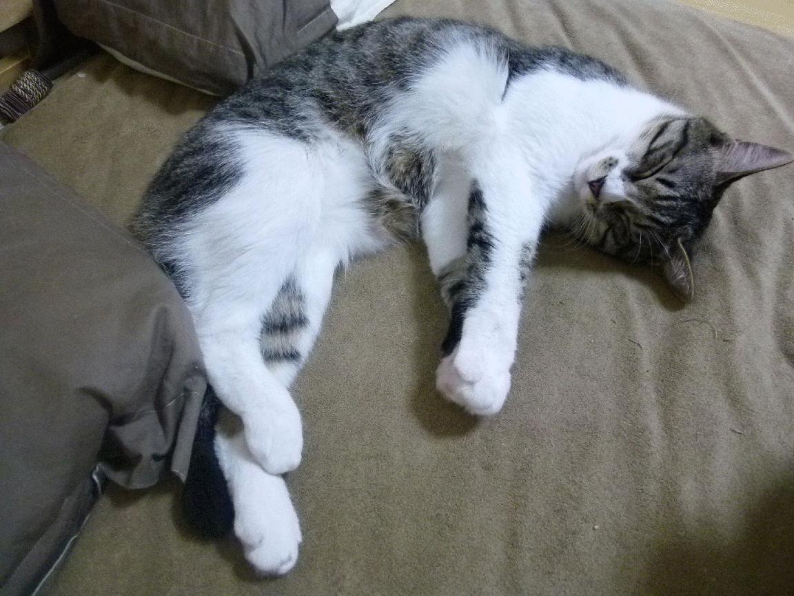 魔术屠阳！西亚卡姆化身进攻万花筒，太阳防线在他面前形同虚设