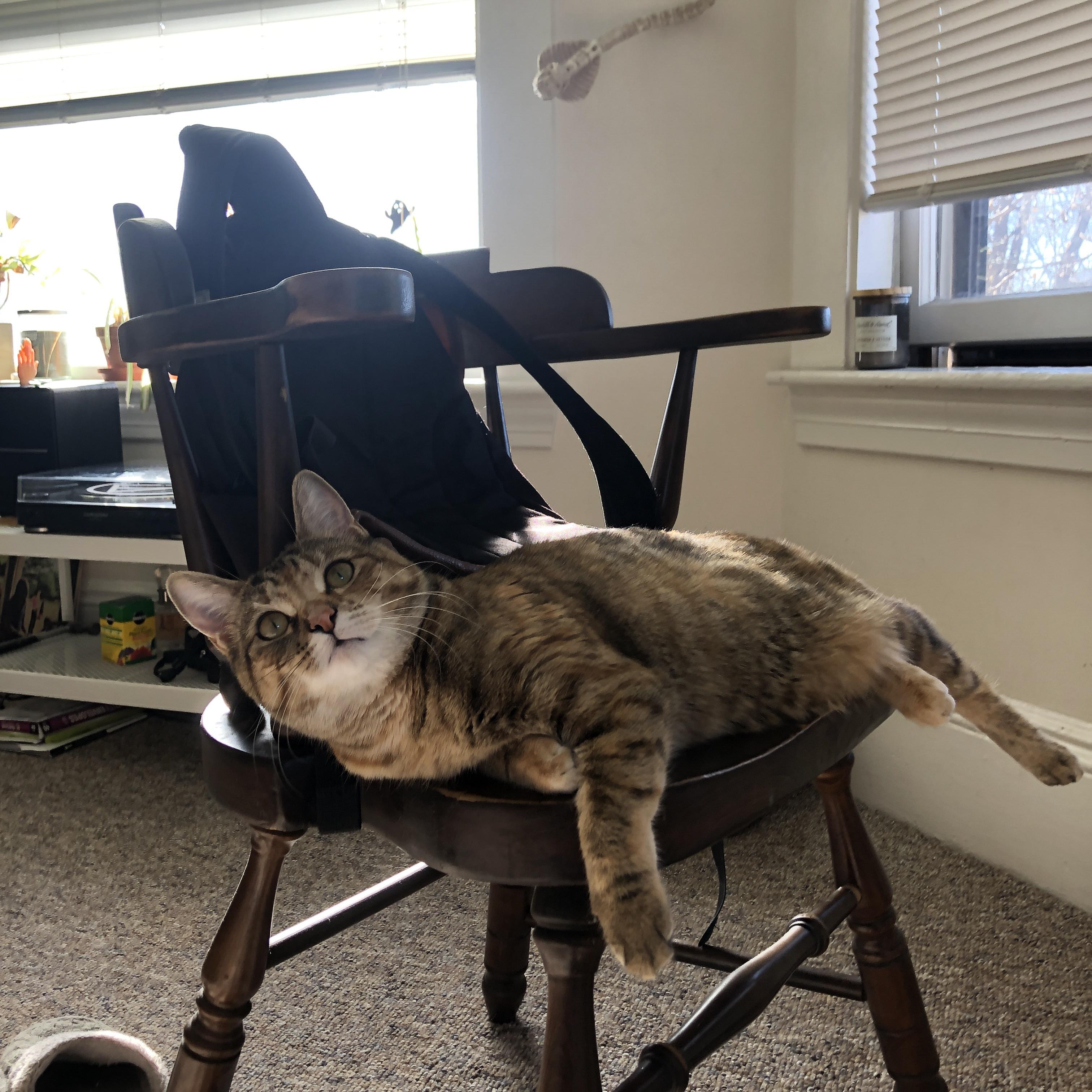 狂轰42分价值连城，福克斯一己之力撕裂吉林，太阳主场高奏凯歌