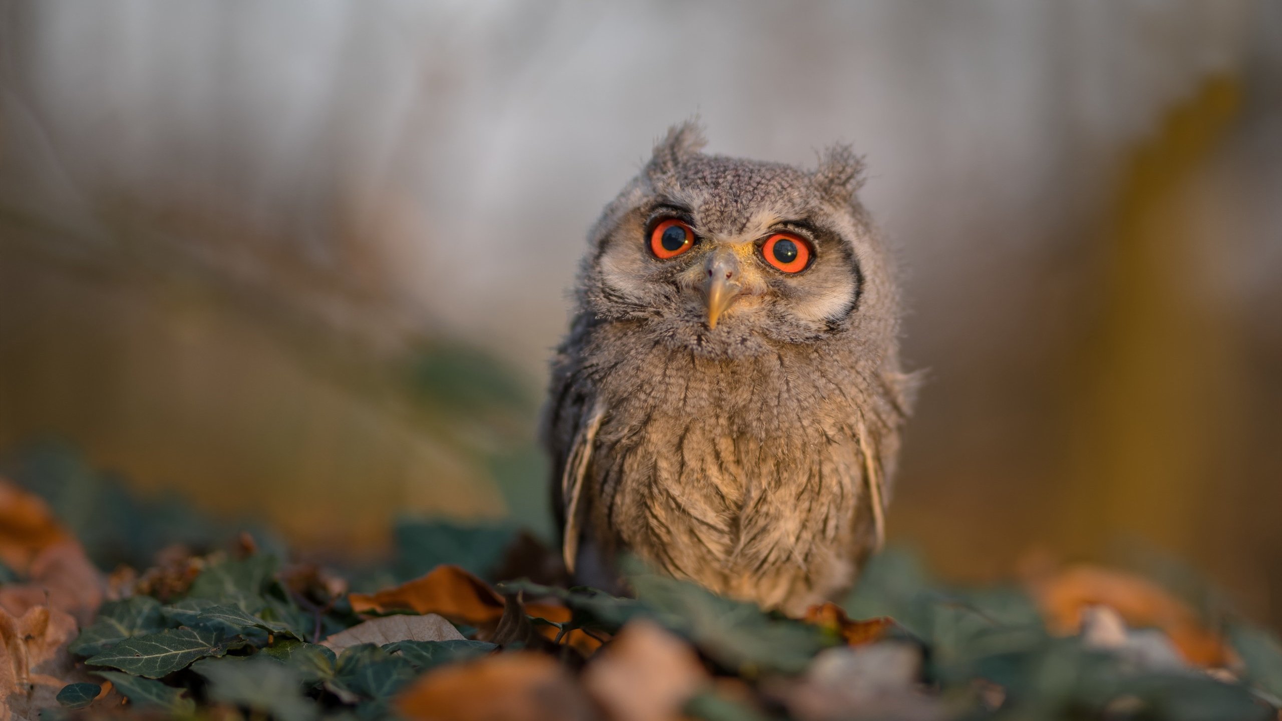 范弗利特三分如雨，领袖爆发！爵士争冠战从斯台普斯开始