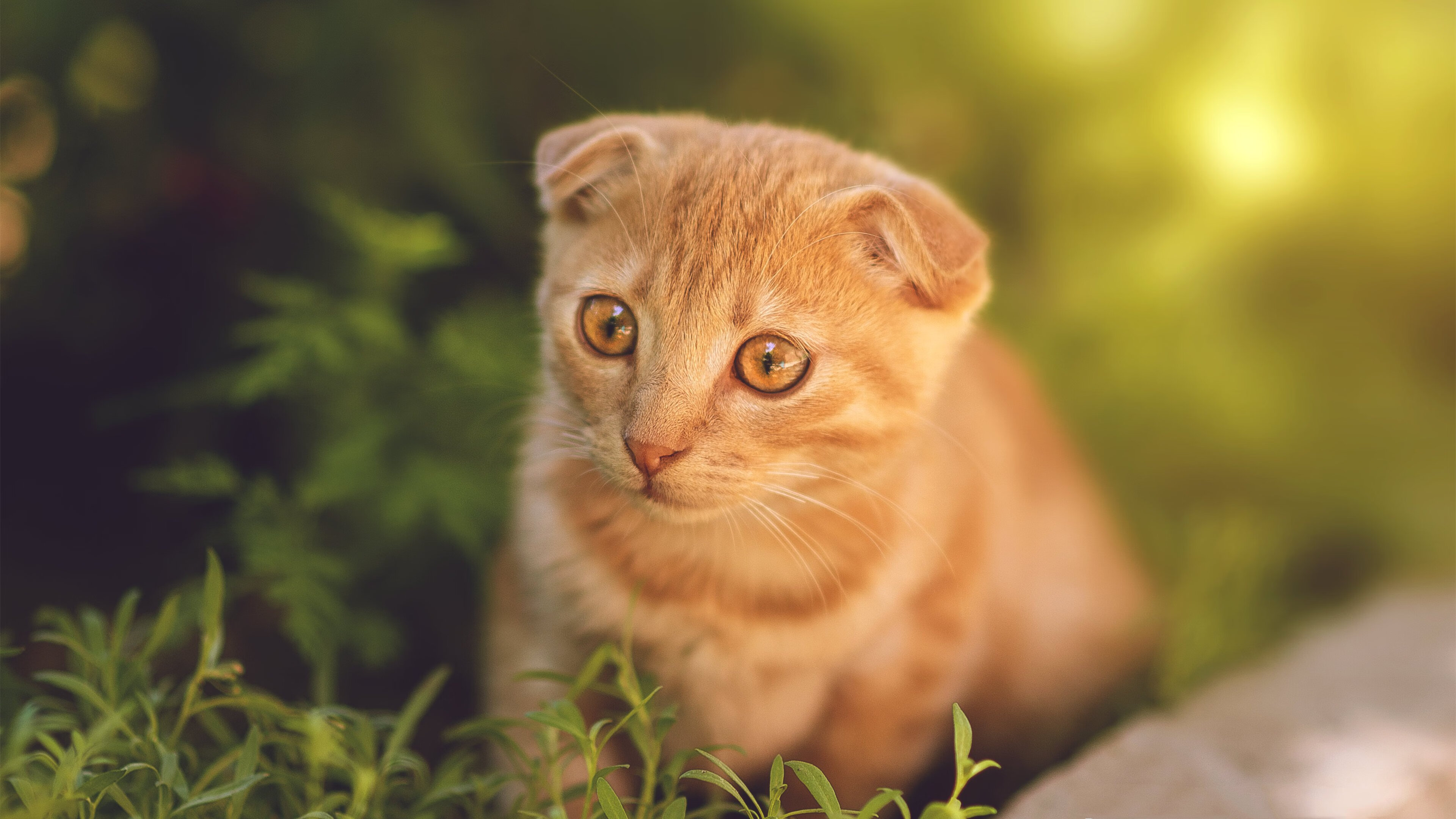 火焰之翼，贝恩在美加墨的雨夜点燃绿茵