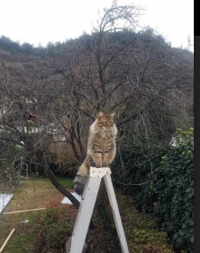 新疆队史诗级胜利！布克制胜表现粉碎马刺不败神话