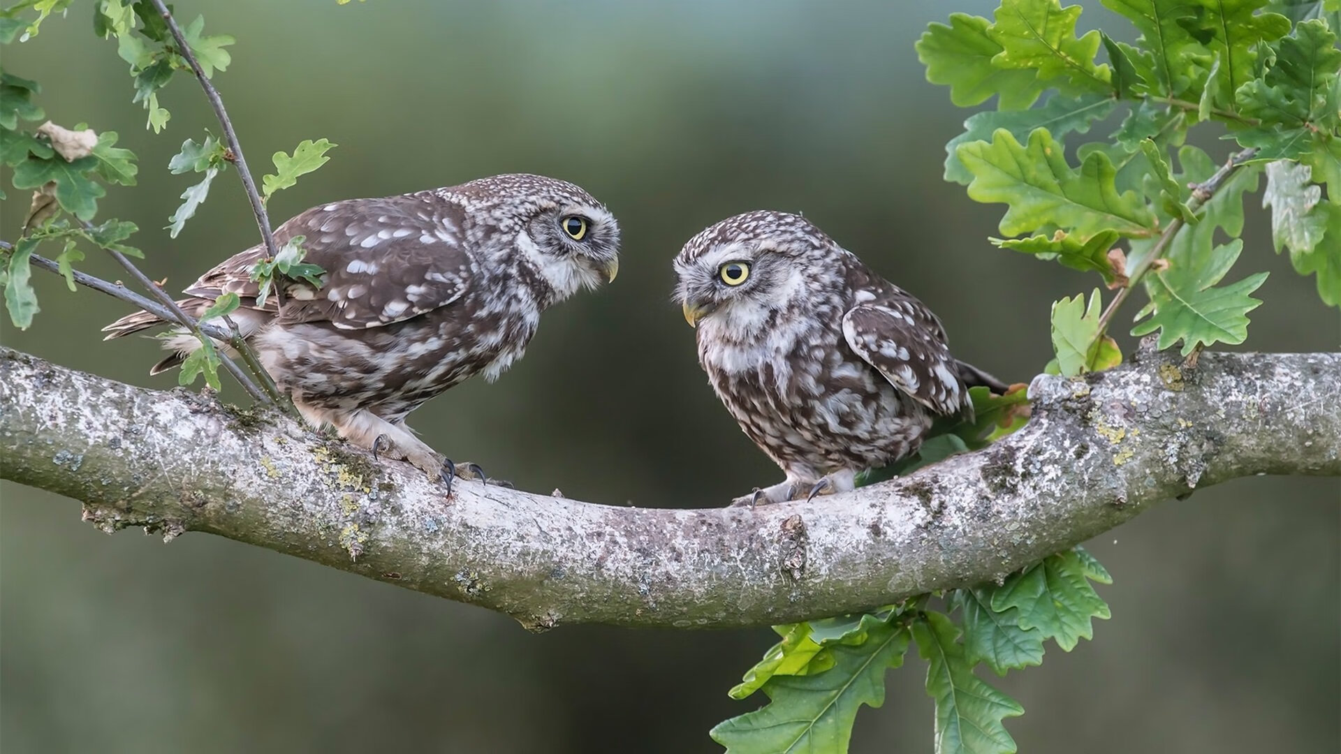 埃及节奏掌控佛罗伦萨，恩佐赛后评分拉满