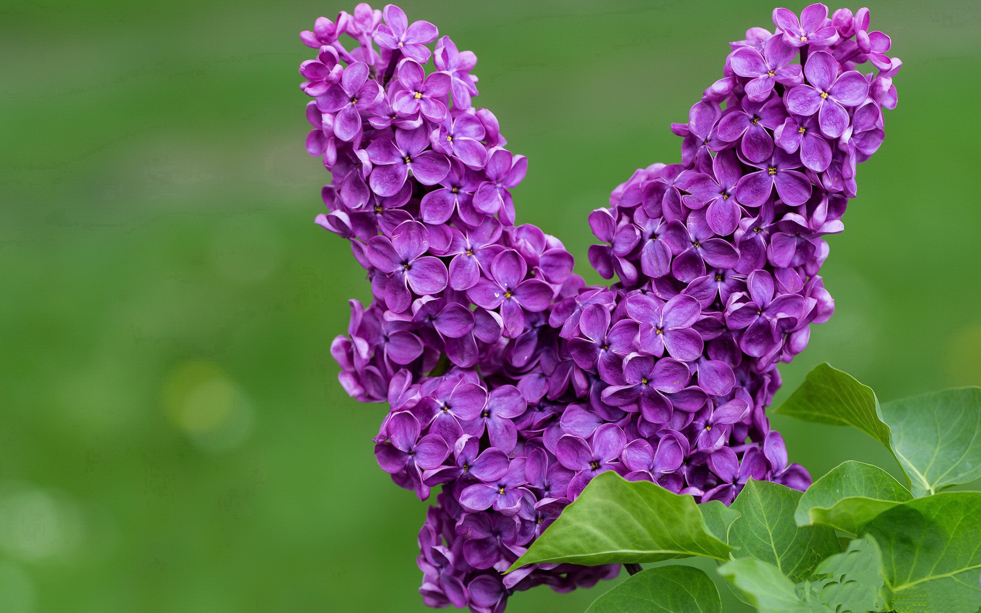 深圳队跨江制霸上海滩,福克斯利爪撕碎钢铁防线
