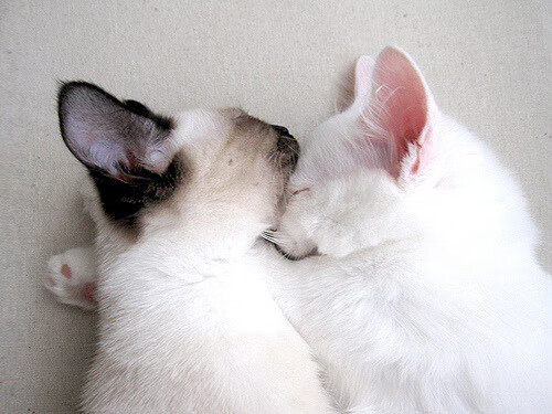 赛道与绿茵场的双线战争，当F1冠军悬念遇上伊拉克的沙漠奇迹